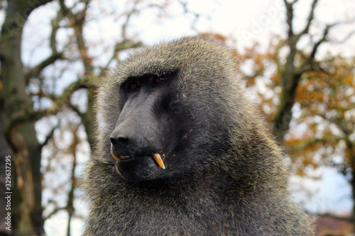 Obraz na płótnie Baboon