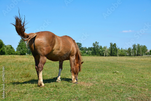 Fototapeta Naklejka Na Ścianę i Meble -  the horse grazes in the field