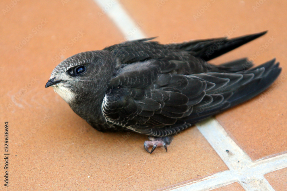 Obraz premium Vencejo