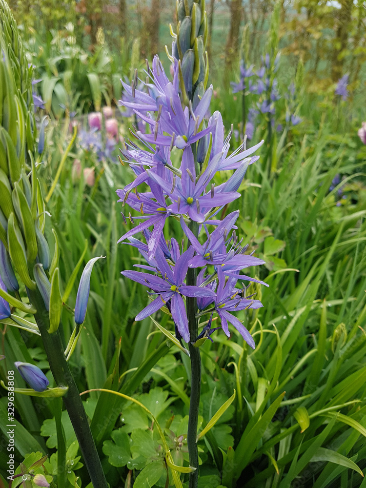 Obraz premium Praerielilie, Camassia, leichtlinii, Blue Danube