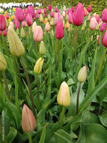 Tulipa French Blend Rose, Tulpenbluete photo