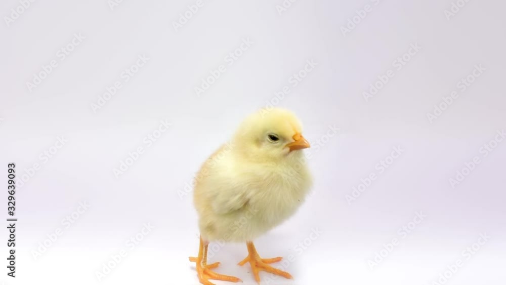Lonely little chicken loudly cheeps at camera. FullHD 1080p, isolated on white. Lonely little chicken loudly cheeps at camera. FullHD 1080p, isolated on white.