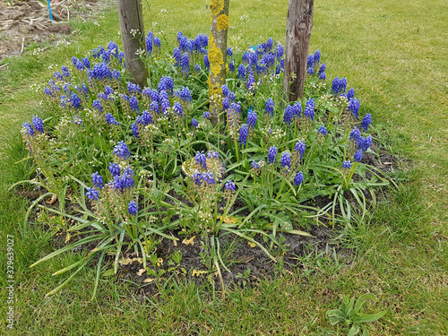 Traubenhyazinthe, Muscari latifolium photo