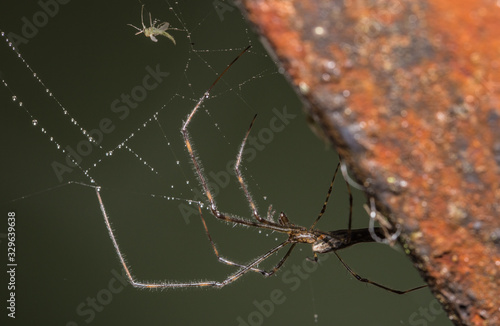 Wallpaper Mural Lunch is Served Torontodigital.ca