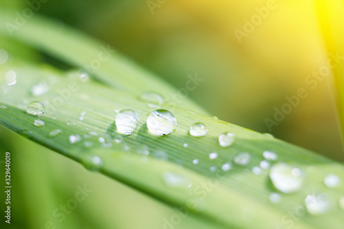 water drops on a big leaf, macro, beautiful green natural background