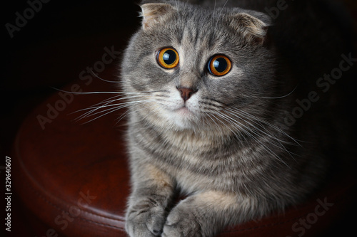 Canvas Print A beautiful cute cat of Scottish fold breed lies in a leather armchair