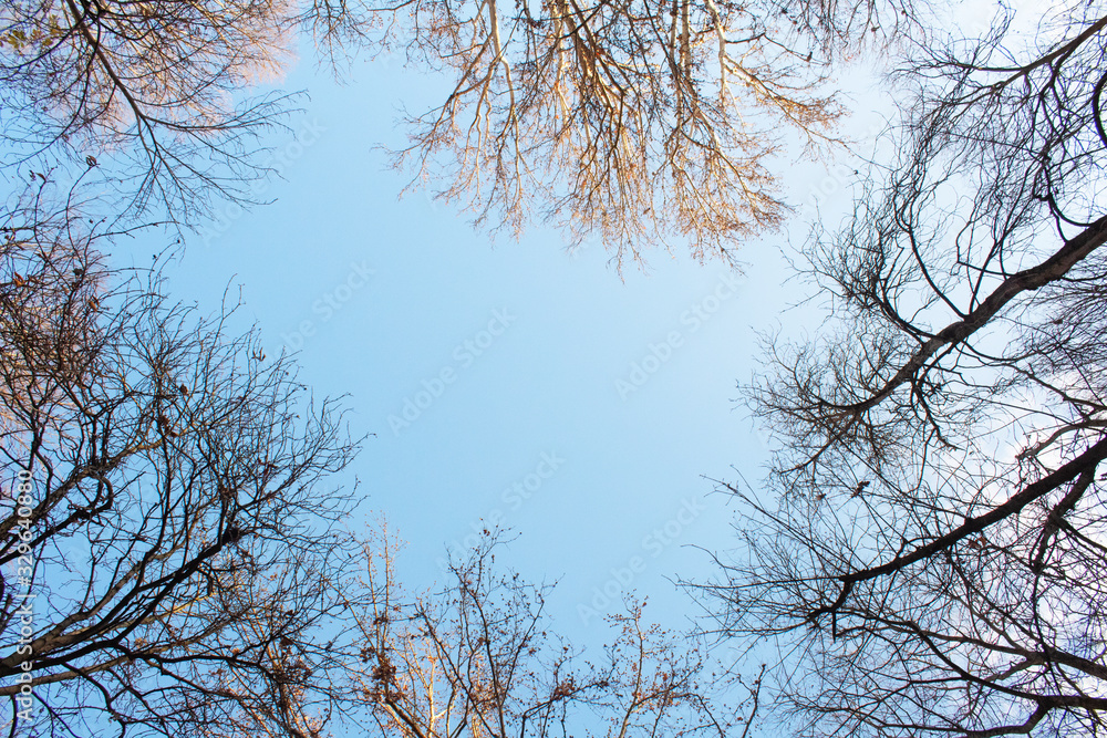 Tree background Tree background