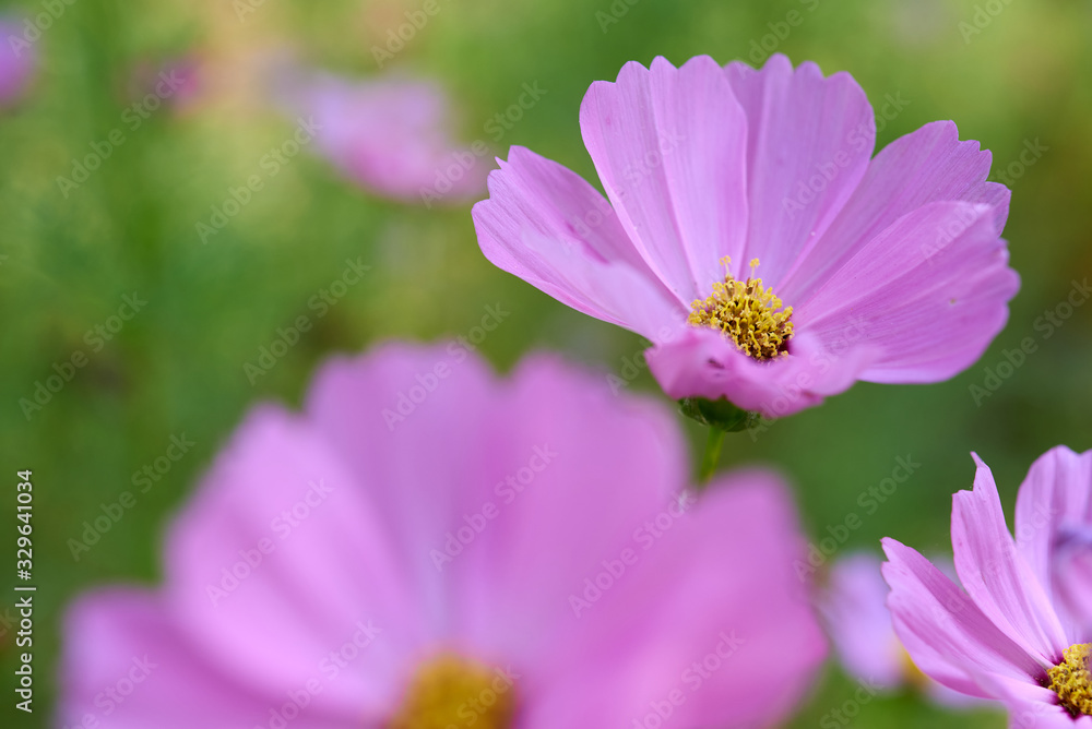 Close-up view of pink cosmos flower Close-up view of pink cosmos flower