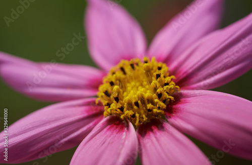 Close-up view of pink cosmos flower © OMG Snap
