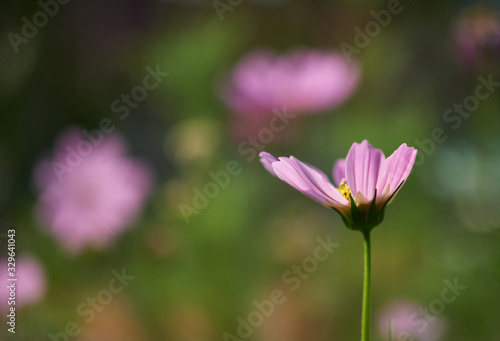 Close-up view of pink cosmos flower