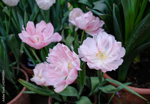 beautiful  colorful vibrant tulip in the garden