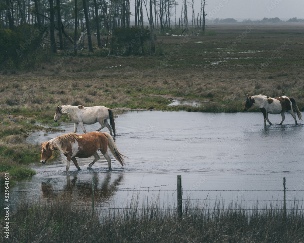 Horses