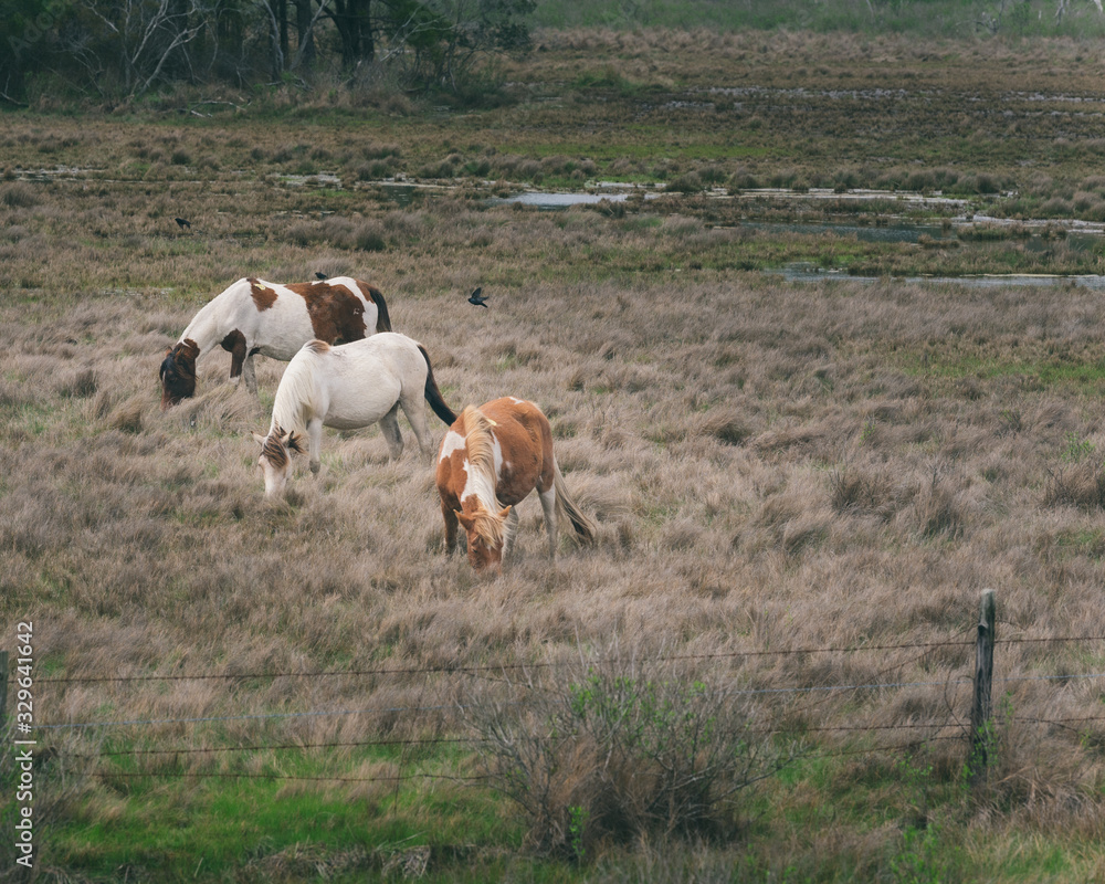horses