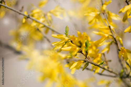 Yellow blooming Forsythia flowers in spring close up