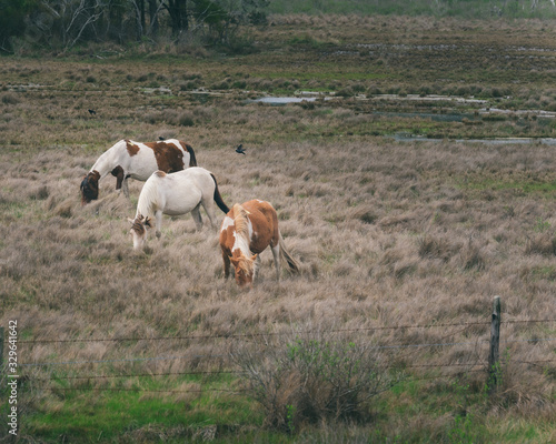 Obraz na płótnie horses w salonie