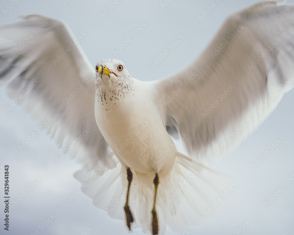 Seagull