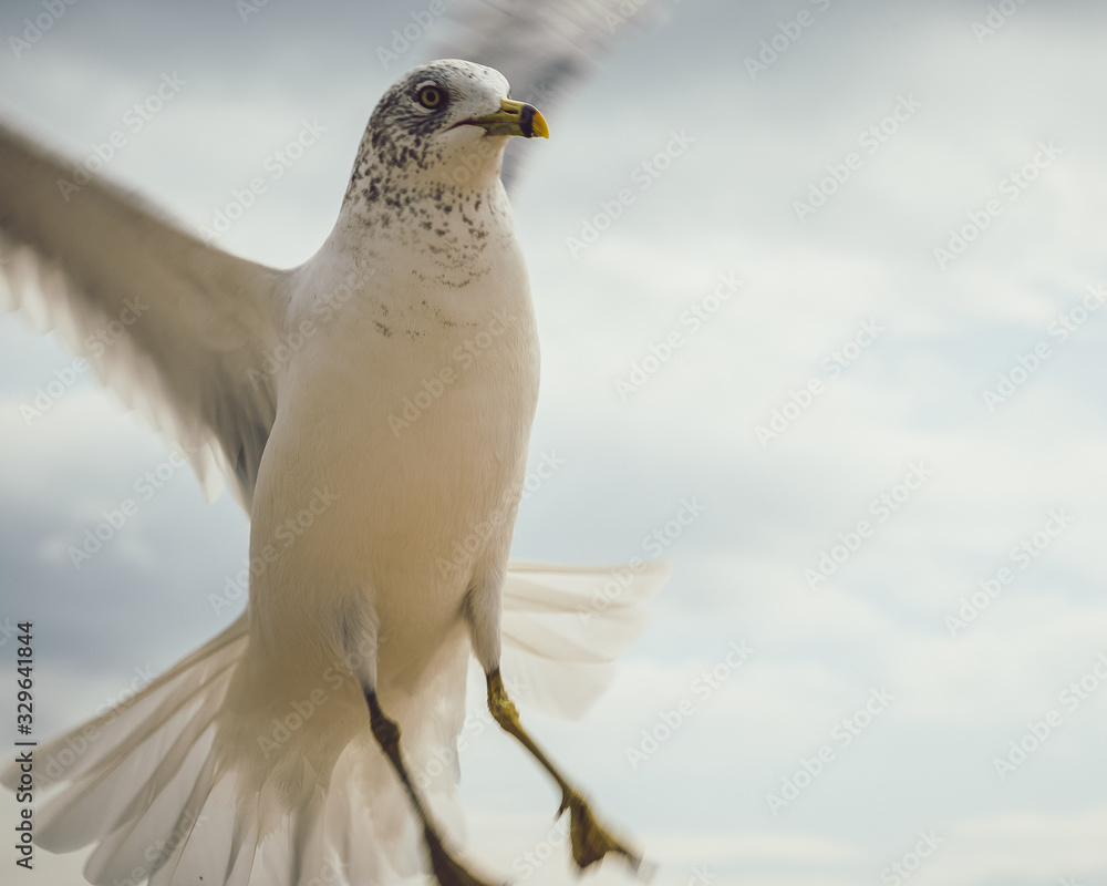 Seagull