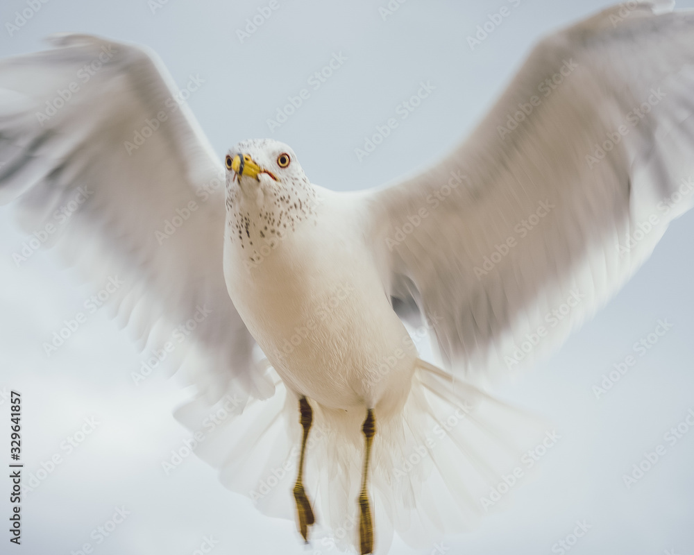 Seagull