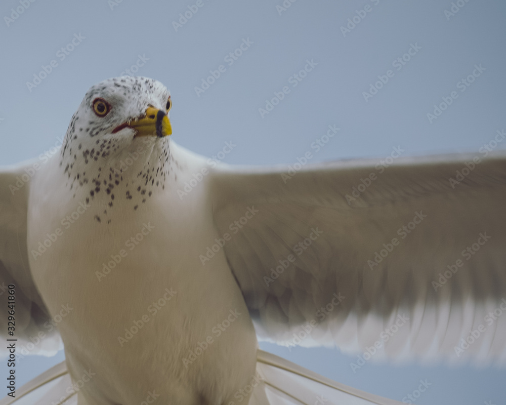 Seagull