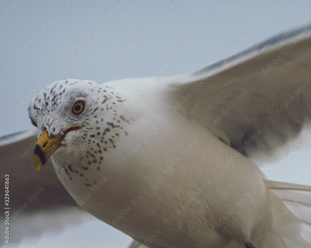 Seagull
