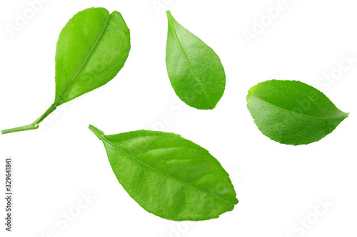 citrus leaves isolated on a white background. top view.