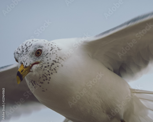 Obraz na płótnie Seagull w salonie
