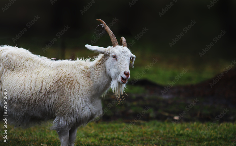 Obraz premium A bleating white goat with horns curved in different directions.