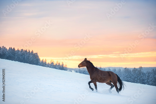 Fotografia A Westphalian horse walks through high snow