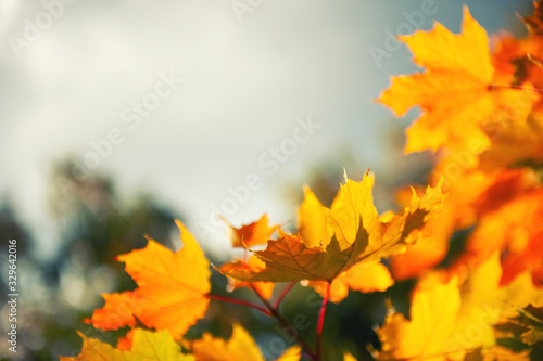 Yellow maple leaves against the sky. Beautiful autumn nature background. Selective focus