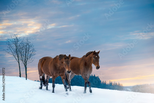 Canvastavla Two Westphalian horses walk through high snow