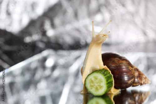 Big Achatina snail with cucumber slice isolated on a grey background photo