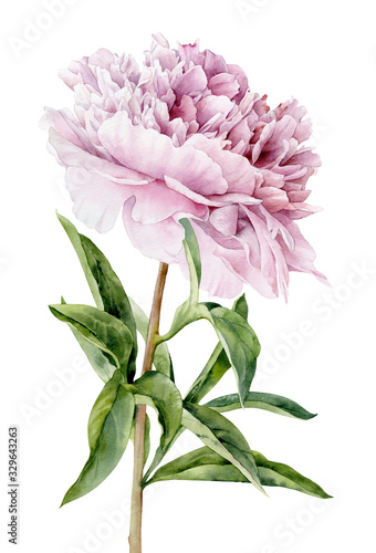 Watercolor illustration. Pale pink peony on a stem with leaves on a white background.