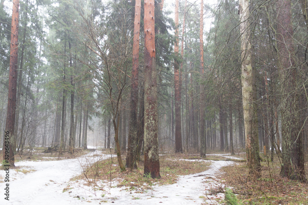 Cloudy rainy day in forest in early spring with melting snow on the path, naked ground and mist among trees Cloudy rainy day in forest in early spring with melting snow on the path, naked ground and mist among trees