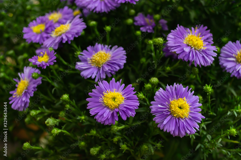 Large Erigeron Bush - purple Aster flowers //Close-up of Erigeron - purple Aster flowers Large Erigeron Bush - purple Aster flowers //Close-up of Erigeron - purple Aster flowers