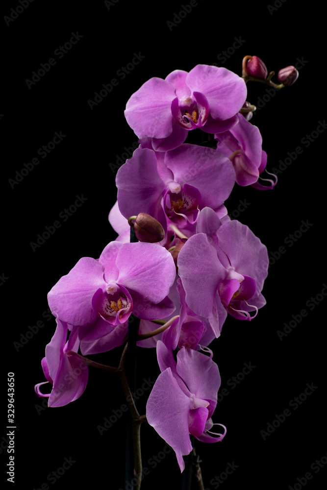 Purple Orchid flowers with water drops on a dark background with smoke and particles Purple Orchid flowers with water drops on a dark background with smoke and particles