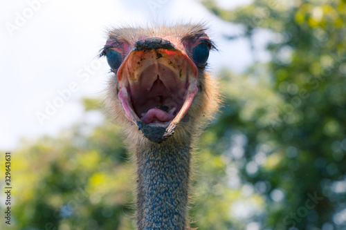 avestruz gritando © casetacreativa