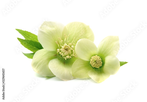 Vászonkép Hellebore flowers isolated on white backgrounds.