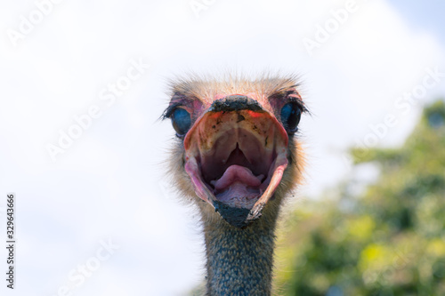 avestruz © casetacreativa