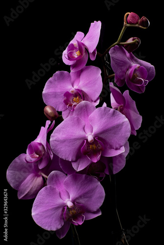 Purple Orchid flowers with water drops on a dark background with smoke and particles