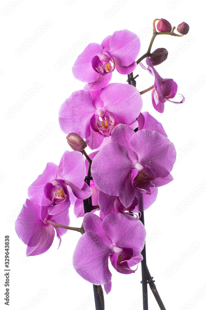 Obraz premium Purple Orchid flowers with water drops on a dark background with smoke and particles