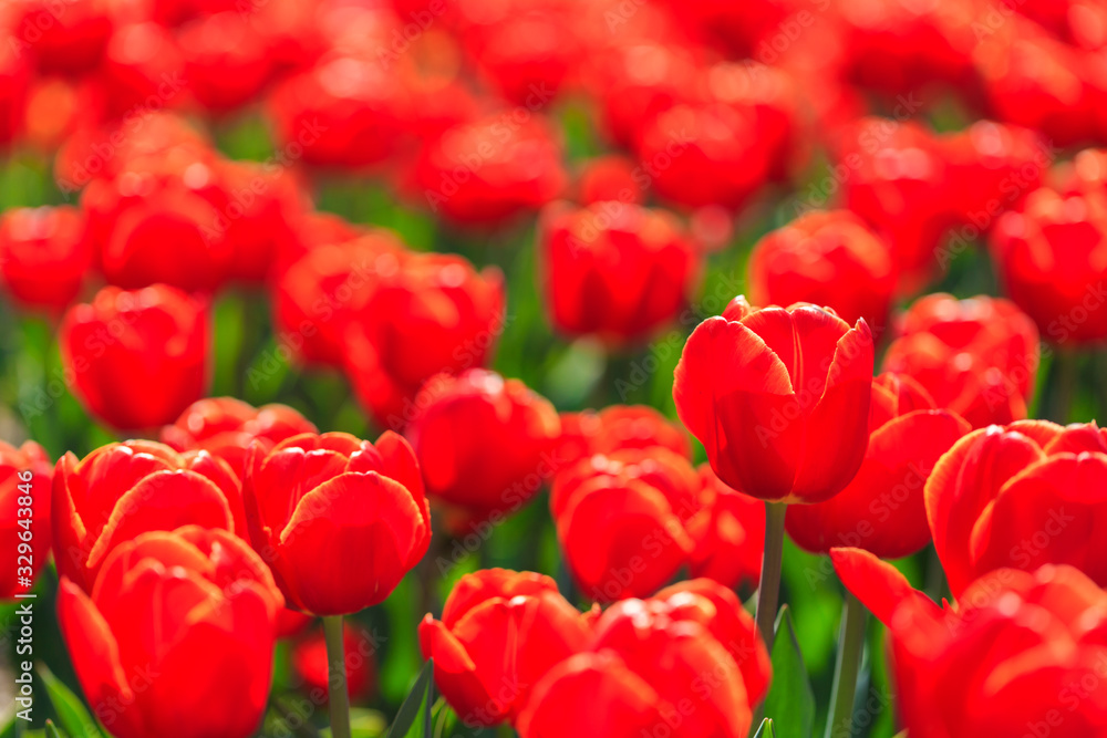 Closeup of red-orange tulips flowers with green leaves in the park outdoor. beautiful flowers in spring Closeup of red-orange tulips flowers with green leaves in the park outdoor. beautiful flowers in spring