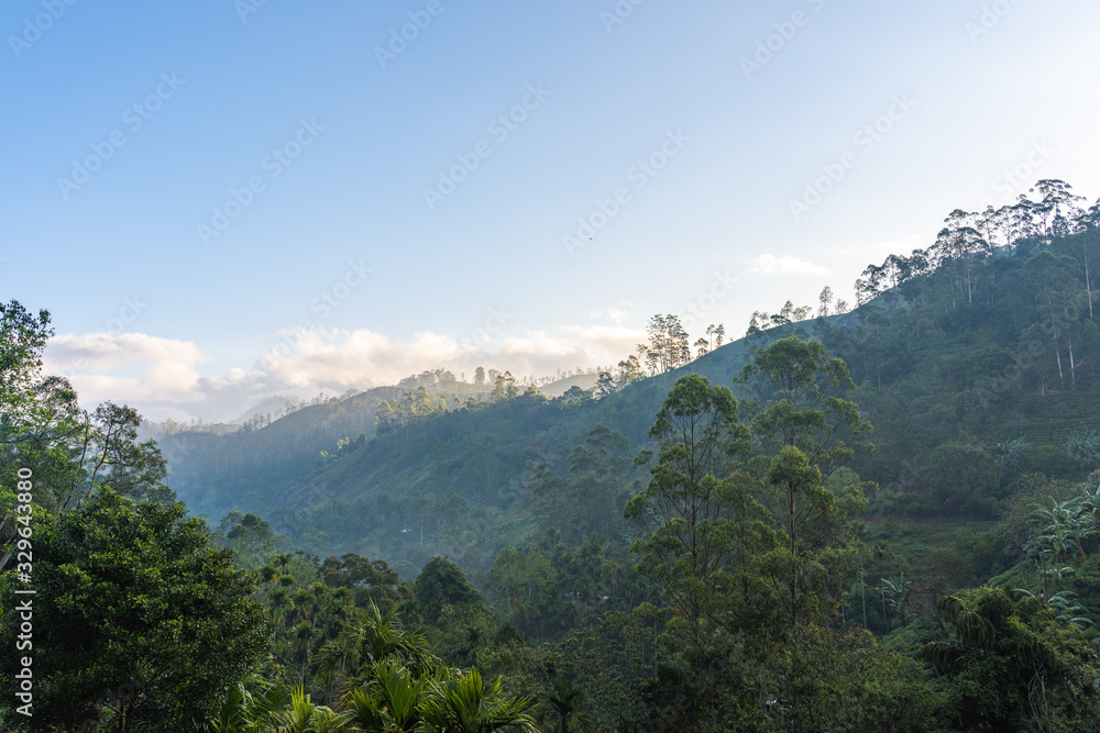 view of the jungle of sri lanka during sunrise