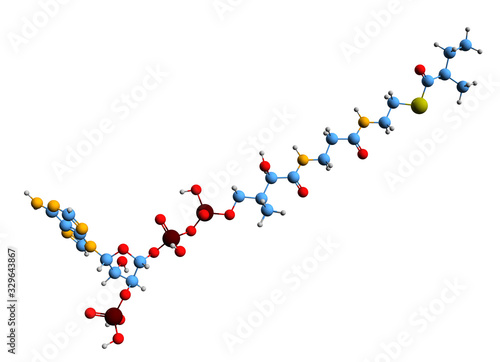 3D image of 2-Methylbutyryl-CoA skeletal formula - molecular chemical structure of metabolite methylbutanoyl-CoA isolated on white background photo