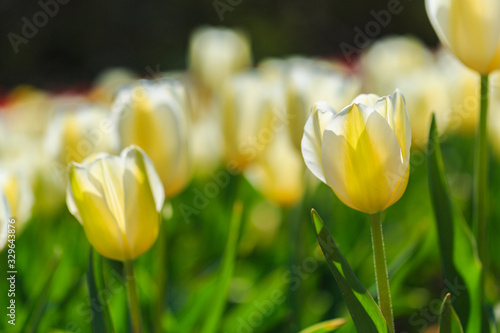 Closeup of yellow tulips flowers with green leaves in the park outdoor. beautiful flowers in spring