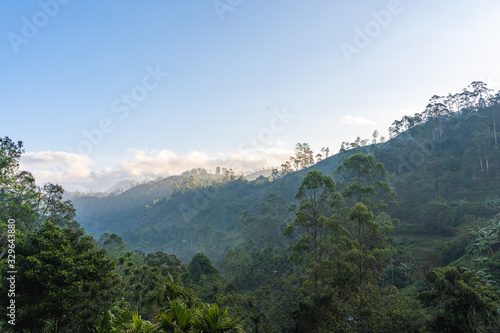 view of the jungle of sri lanka during sunrise