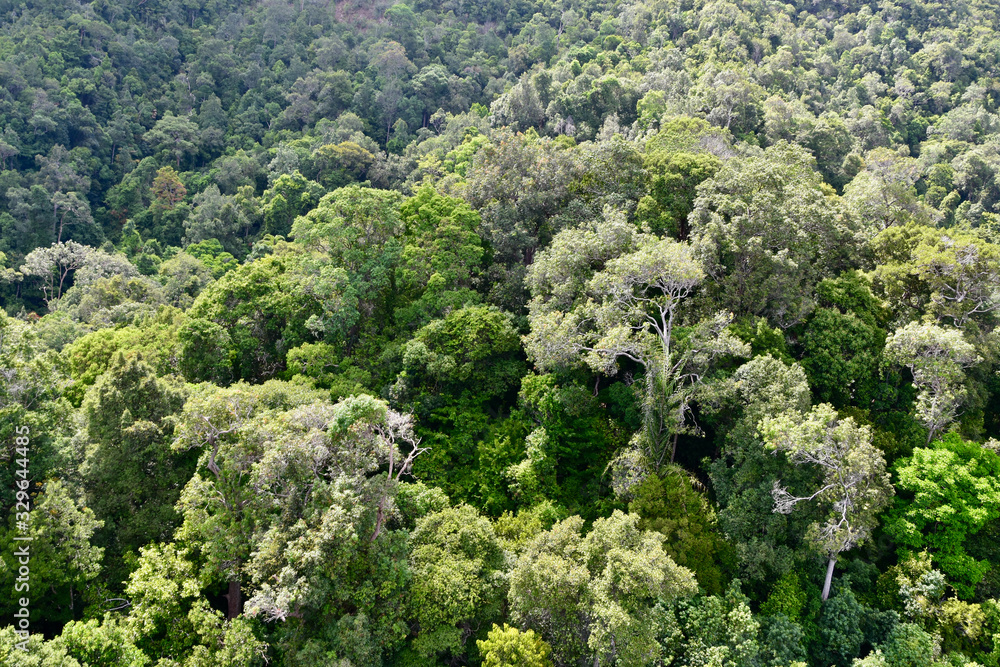 tropischer Regenwald auf Langkawi