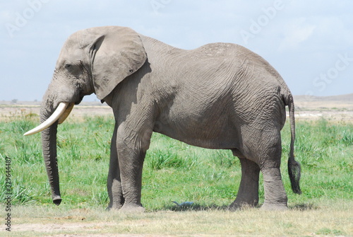 Elephant standing still © Alec