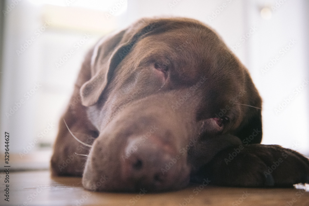 dog sleeping in bed