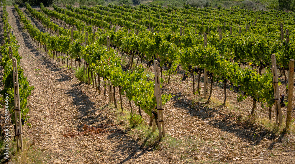 Vinyard