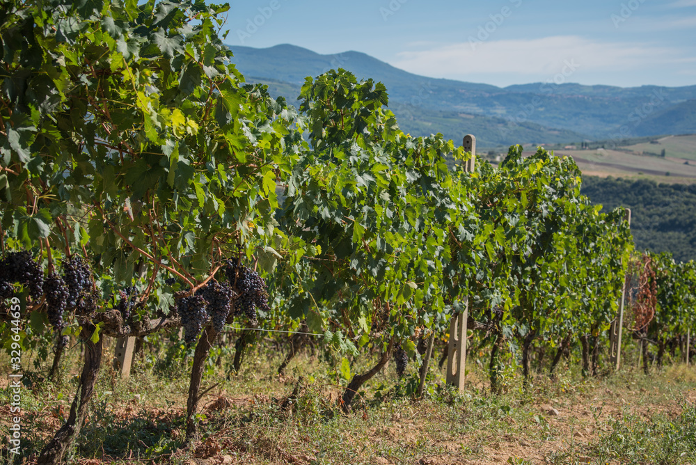 Vinyard